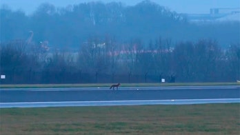 Fox on runway at Manchester Airport allegedly halts operations