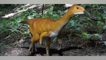 Dinosaurs' missing link: 'Frankenstein' dino found