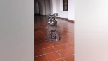 Cute pup adopted by monastery melts hearts around the world