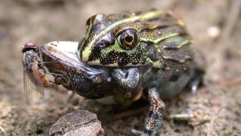 Kermit the cannibal? Frogs sometimes eat each other