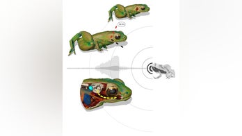 Weird! Tiny frog hears through its mouth