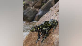 Dinosaur extinction allowed frogs to conquer the planet