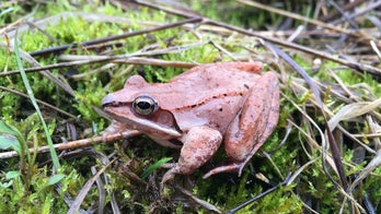 Wood frogs' winter survival may depend on holding in urine: study