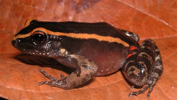 Bug battle: Amazonian frog's skin secretes ant repellent