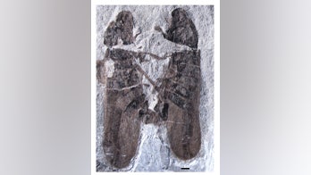 Fossil captures ancient insects having sex