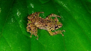 Shape-shifting frog can change its skin texture