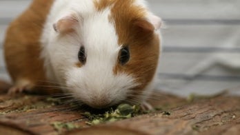 José Andrés' new DC restaurant may have guinea pig on the menu