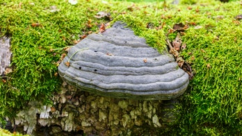 Need to start a fire? Use these 2 kinds of tree fungus