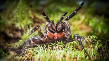 Surprise! Newfound venomous spider drops in on scientists