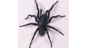 Boy, 10, miraculously survives bite from world's deadliest spider
