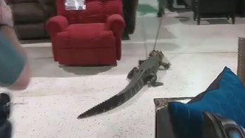 Lost gator crawls through Florida furniture store