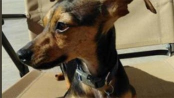 Paralyzed pup to participate in Chicago Marathon