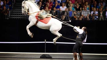 The Gala of the Royal Horses is coming to you!