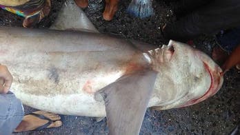 'Extremely rare' shark seen for first time in a decade at fish market