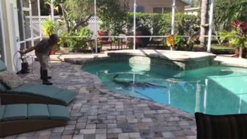 Florida couple finds 300-pound alligator swimming in their pool