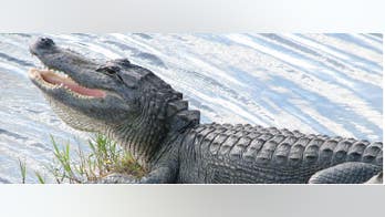 Alligator goes for a swim at Florida beach