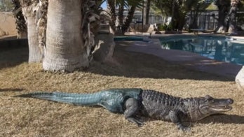Alligator wags prosthetic tail