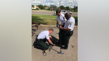 Florida alligator escorted home following stops at CVS, Speedway: sheriff's office