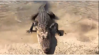 Alligator spotted near North Carolina Marine barracks, officials warn