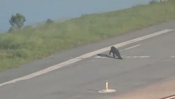 Spirit Airlines flight delayed by alligator crossing airport runway
