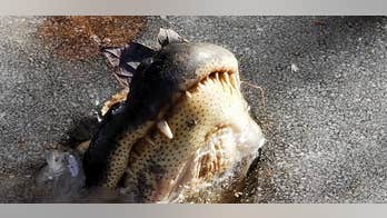 How alligators survive in a frozen pond will shock you