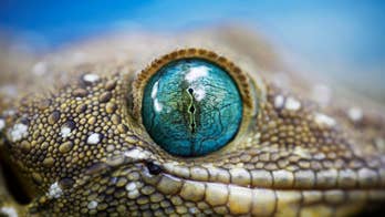 Philippines Warns Against Using Geckos as AIDS Treatment