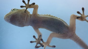 Geckos' sticky secret? They hang by toe hairs