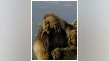 Lip-smacking link between monkeys, humans