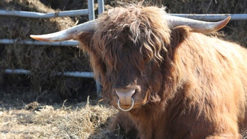 South Carolina man gored to death by bulls on family farm