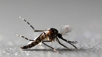 Florida county votes to release millions of Zika-fighting mosquitoes