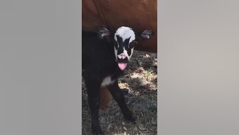 Tongue-tied: Gene Simmons look-alike calf born in Texas