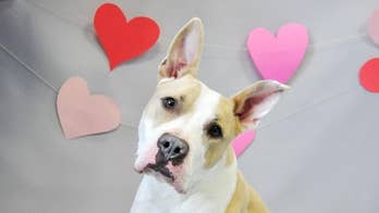 Home for the Howl-idays: How you can help