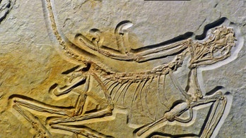 Oldest fossil of 'missing link' dinosaur discovered in Germany