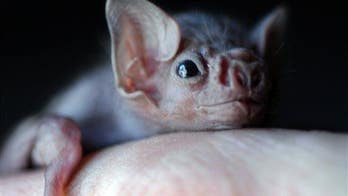 Vampire bats now feasting on human blood