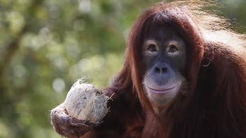 Primate study finds it's 'worse than we thought'