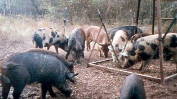 Texas plans feral hog 'apocalypse'