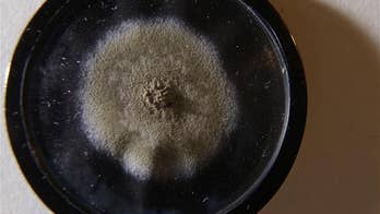 Someone paid $15G for some decades-old mold