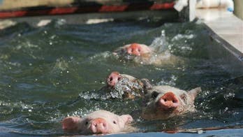It wasn't booze that killed the famous swimming pigs