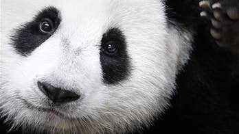 Mystery solved: why pandas are black and white