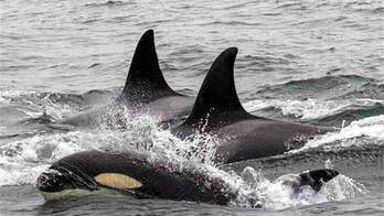 'Unprecedented' orca hunting frenzy captured on film