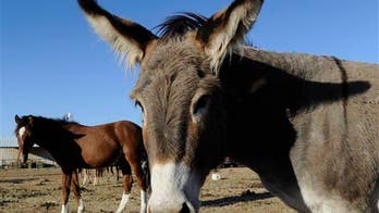 Woman who lost limbs after donkey attack settles suit