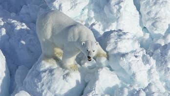 Study finds polar bear attacks on humans are increasing