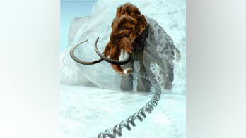 People are now getting their ivory fix from woolly mammoths