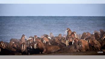 Walruses show up early in Alaska as ice recedes