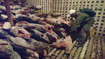 Massive seizure of illegal sharks made in Galapagos Islands
