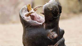 Hippos in danger because of desire for their teeth