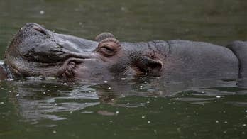 10 hippos were found dead. A week later, there were 99 more