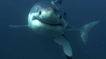 One less reason to fear Great Whites in the Atlantic