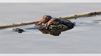 Battle of the jaws: Study finds alligators eat sharks