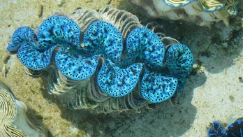 Giant clams' shiny shells could inspire new solar power tech